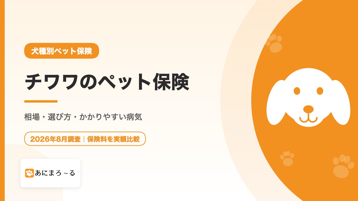 チワワのペット保険おすすめ｜相場・選び方・かかりやすい病気まで徹底解説