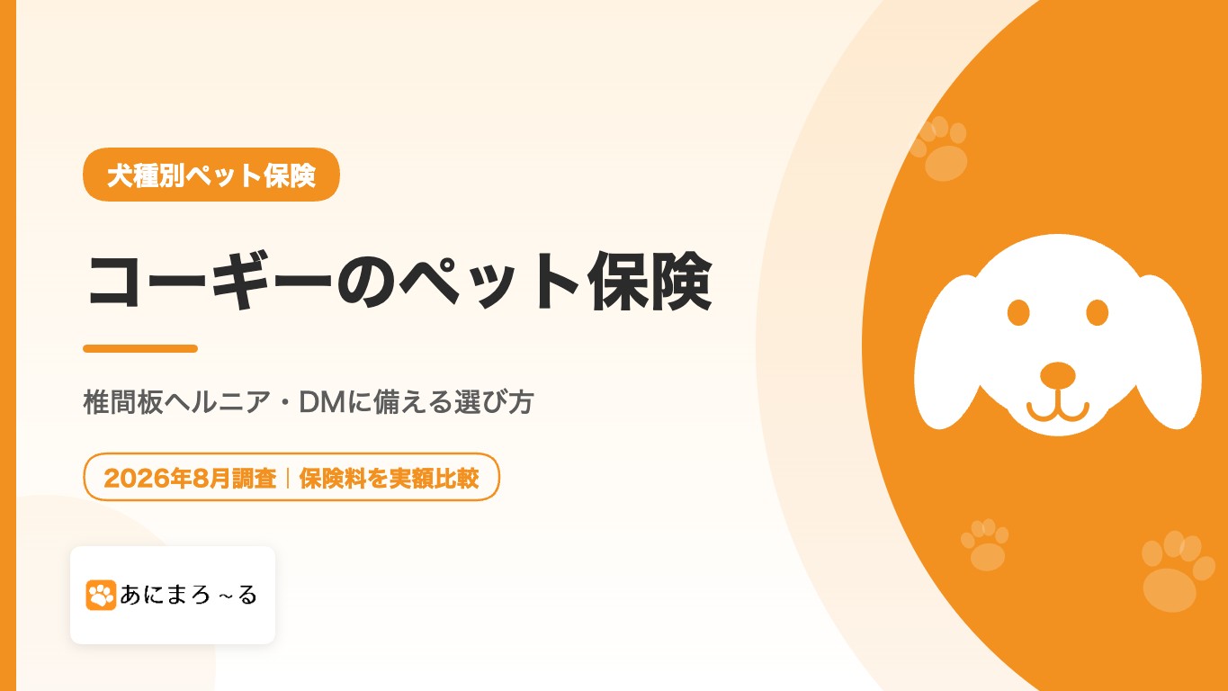 コーギーのペット保険｜椎間板ヘルニア・DMに備える選び方と注意点