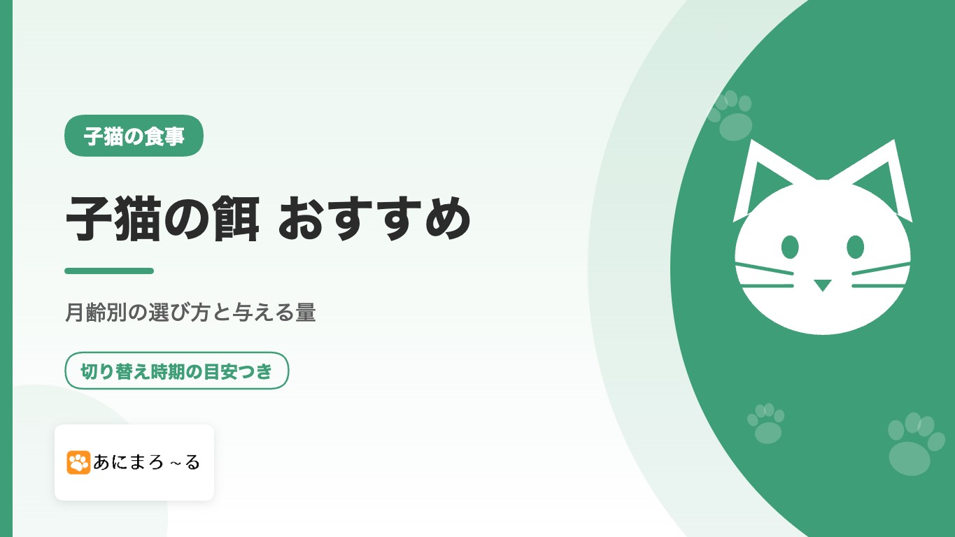子猫の餌おすすめ｜月齢別の選び方・与える量・切り替え方を徹底解説